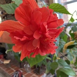 Meet your Posher, Faye